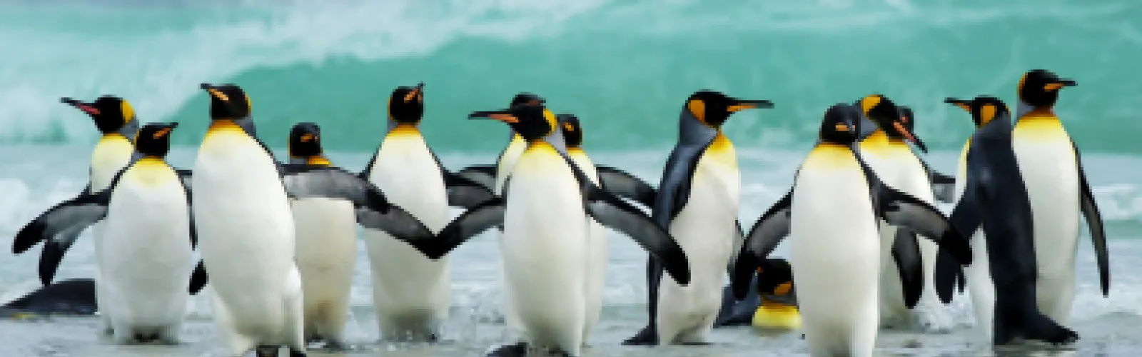 A group of penguins.