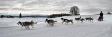 Dogsled team pulling a person on the sled on packed snow on a cloudy day.