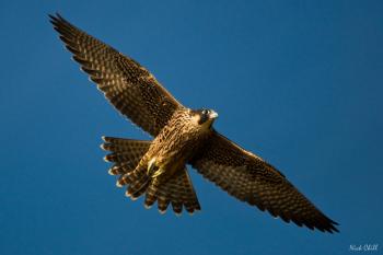 Juvenile peregrine falcon in flight.