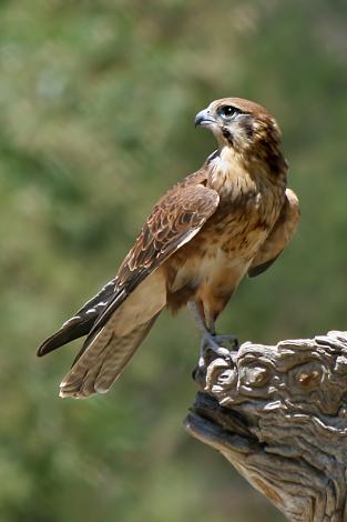 A brown falcon from Victoria, Australia perched on the edge of a log.