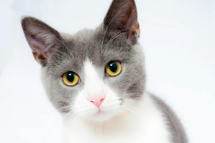 Gray and white cat, light pink nose, yellow eyes with green right around the pupils, looking directly at the camera with its ears perked
