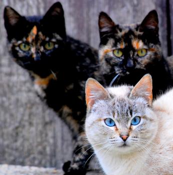 Three tortoiseshell cats, two of which are black with orange stripes and spots, one of which is white with bright blue eyes