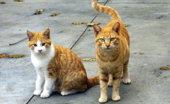 Two orange cats on a sidewalk with damp leaves sprinkled nearby
