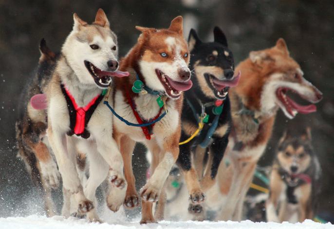 Dogsled team of huskies running with their tongues out.