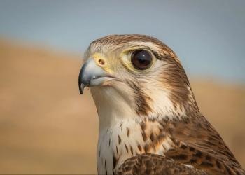 Up close view of a prairie falcon with brown and white coloring.  A big black eye looks directly into the camera.