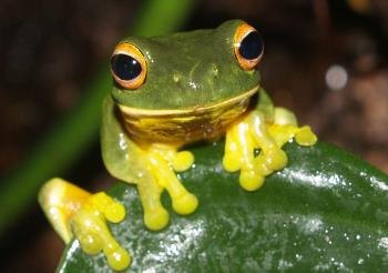 Orange-eyed green tree frog