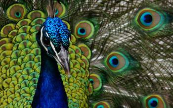 A peacock up close, with a blue head and neck, green feathers.